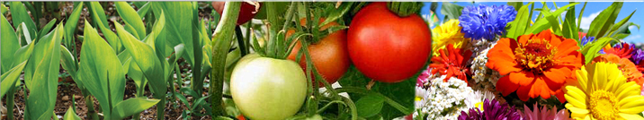 Please use IE brower it,thanks!